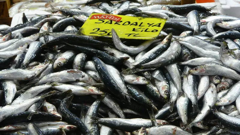 Balıkçılardan Beklenen Müjde! Ekim Ayında Balık Fiyatları Düşecek Mi?