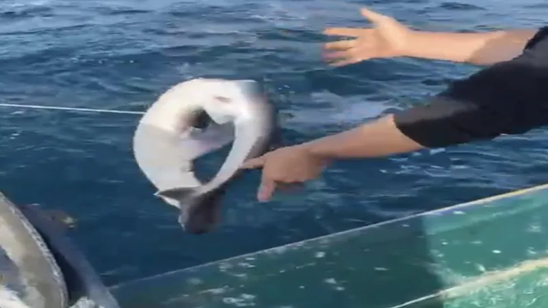Bartın açıklarında balıkçıların ağına takıldı; 1,5 metre uzunluğunda