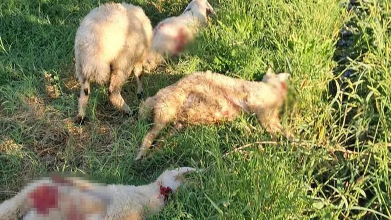 Erzincan'da Köpek Terörü! 6 Kuzu Can Verdi