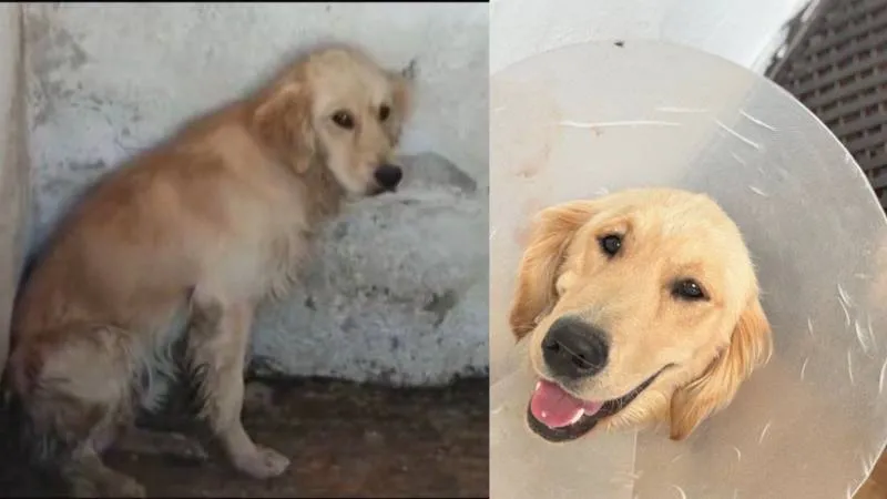 Ares'in Ölümü: Köpek Mi Daha Kirli, İnsanoğlu Mu?