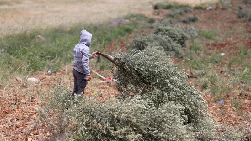 Filistinlilerin topraklarını gasbeden İsrailliler, Batı Şeria'da tarım arazisini yaktı