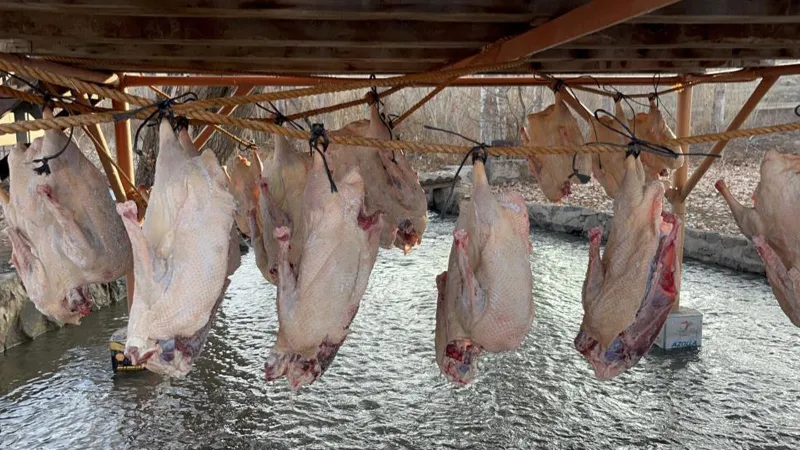 Hem kültür hem geçim kaynağı; Karın yağmasıyla kesilen kazlar kurutulmaya başlandı