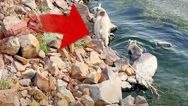 'İnsanlarla karşılaşması çok riskli' | Yoğunlukları artıyor: Bitlis'te suda yüzerken görüntülendiler