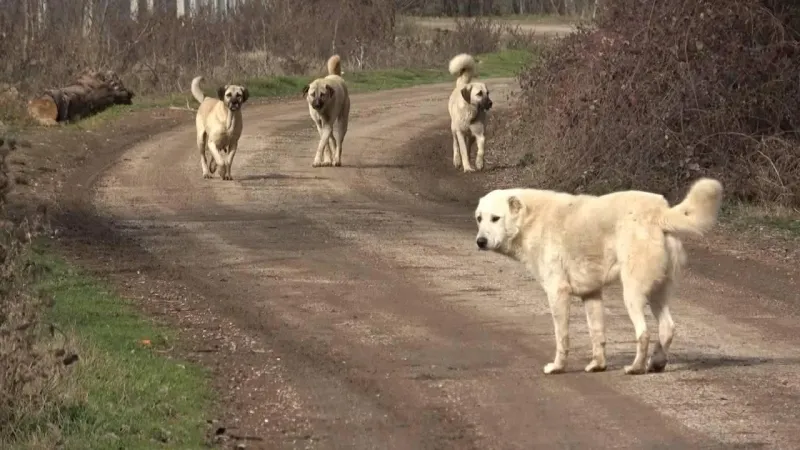 Sokak Köpekleri Yasası AYM'den Döndü! İptal Talebine Ret!