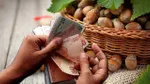 Fındık Fiyatları Uçuşa Geçti! 8 Mayıs Güncel Fiyatlar Şok Etti!