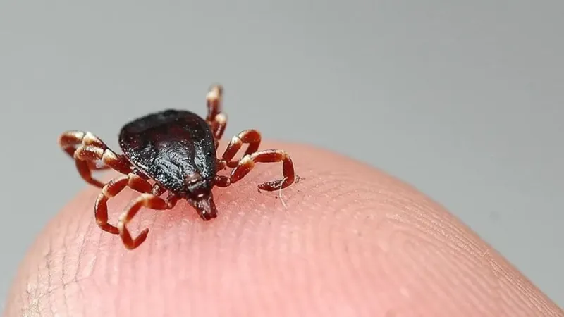 Kene Alarmı! Havalar Isındı, Karadeniz'de İlk Vaka Görüldü!