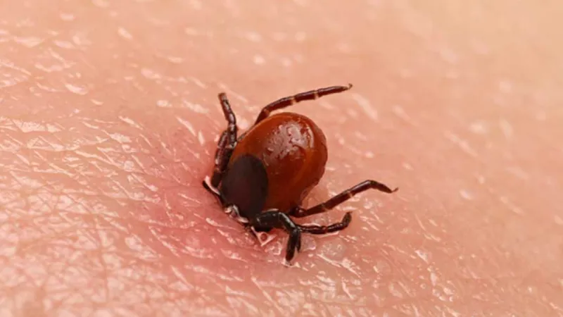 KKKA Alarmı! Keneler Uyandı, Ölümcül Hastalık Kapıda mı?