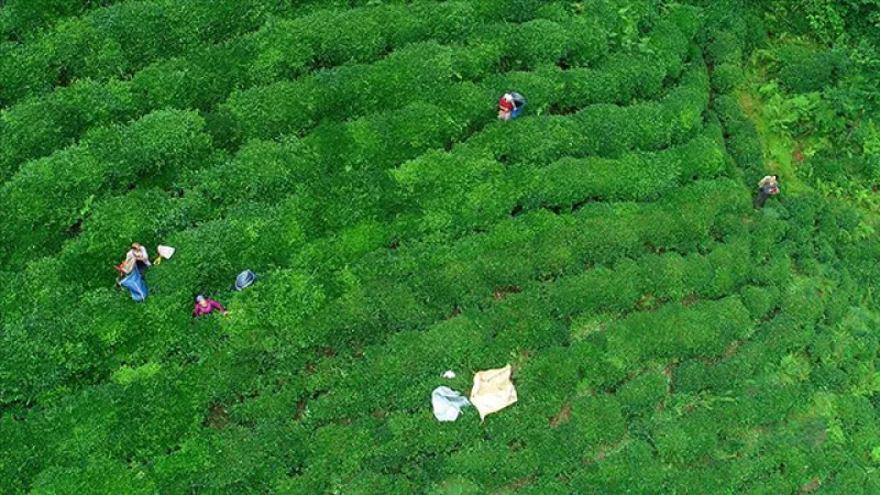 Rize'den ocaknisan döneminde çay ihracatı 5,5 milyon doları aştı
