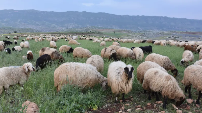Şırnak'ta göçerlerin serin yayalara göçü başladı 